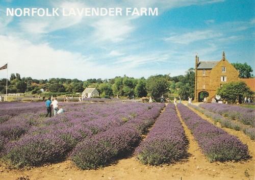 Postcard norfolk lavender - -,