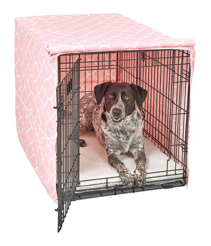 New world intermediate - new, dog