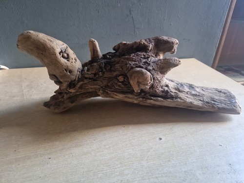 Large bog wood - bog, aquarium