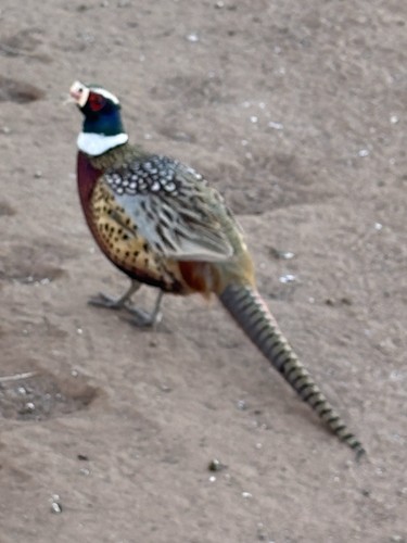 Pheasant hatching eggs pack - eggs, 12