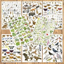 A3 British Nature Identification Wildlife Charts Birds Insects Wild Flowers Tree