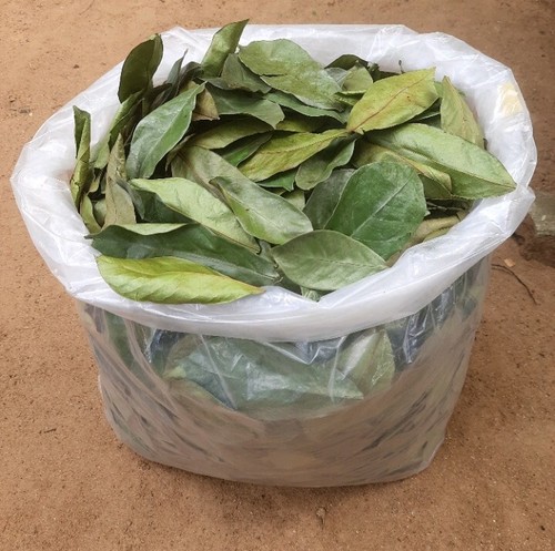 50g dried soursop leaves - ,