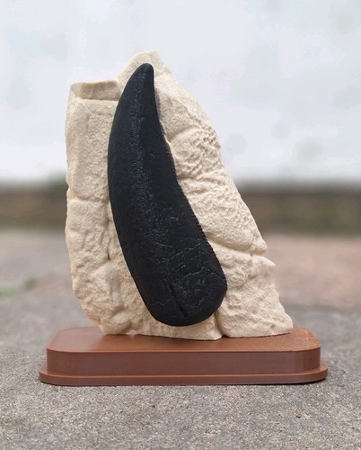 Rex tooth fossil printed - fossil,