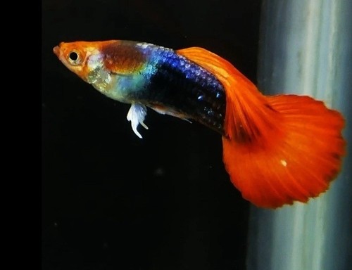 Male fancy guppy - male,
