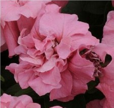 Flower - Petunia - Double Duo