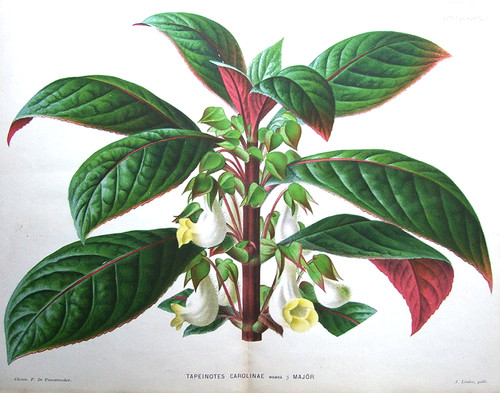 Original antique botanical - original,
