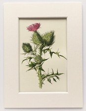 Spear Plume Thistle - Hulme