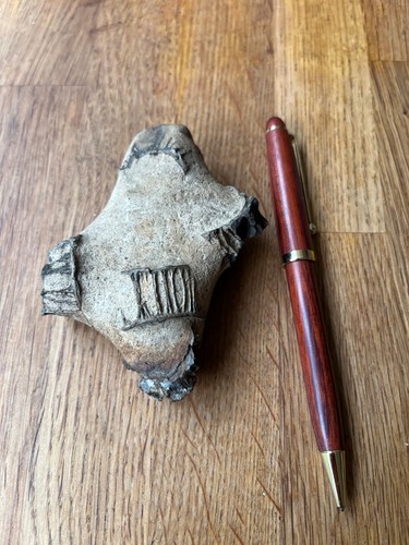 Vertebrates fossil specimen - vertebrates, uk