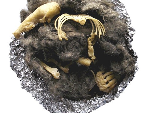 Barn owl pellets - barn,
