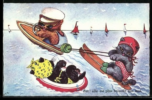 Kittens water skiing - ,, female