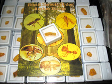 Fossil insects in amber from ancient forest display case ID card 1 per bid