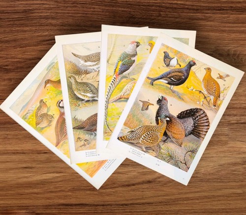 Set vintage wild game - set, birds