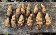 Jerusalem artichoke