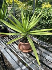 YUCCA Elephantipes Indoor House Evergreen Plant (appx 36cm) Greenhouse Grown