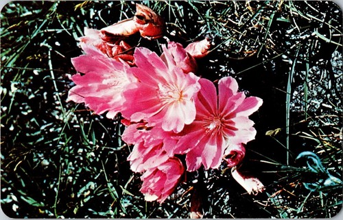 Montana bitterroot lewisia - bitterroot,