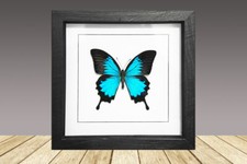 Framed real  butterfly, Papilio Ulysses