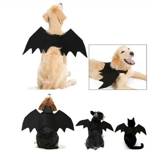 Halloween party pet bat wings - party,