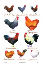 Chicken Breeds cotton Tea