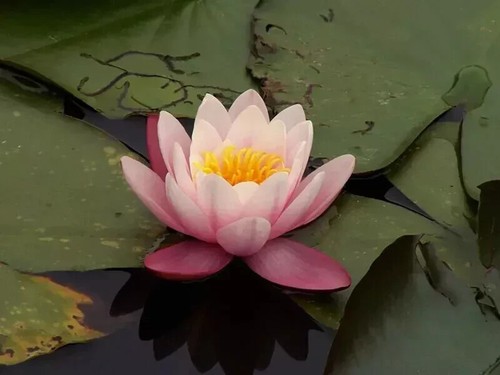 Nymphaea carnea water - nymphaea, "carnea"