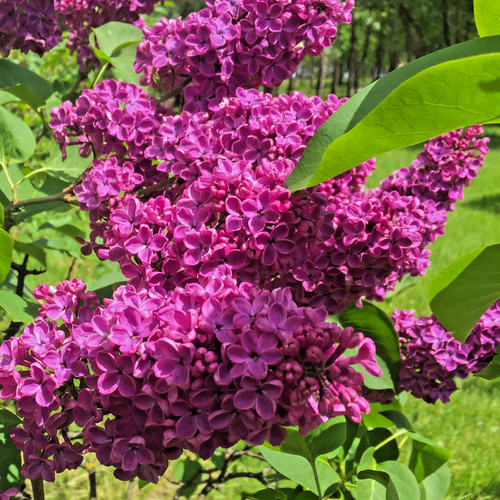 Syringa charles joly - syringa, joly'