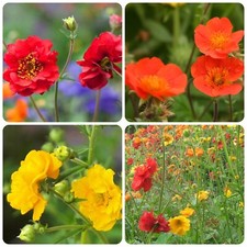 Geum Yellow Red Orange Mix x 6
