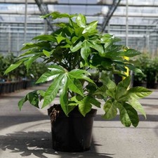 Fatsia japonica castor oil - japonica,