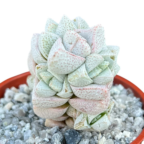 Crassula deceptor uk - deceptor, grown