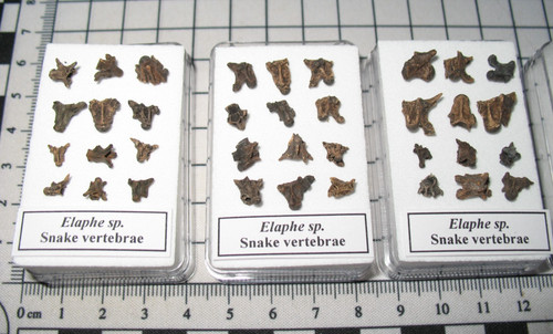 Pleistocene ice age - , elaphe