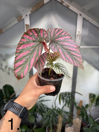 Begonia breverimosa - begonia,