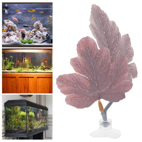 Betta bed axolotl tank - betta,