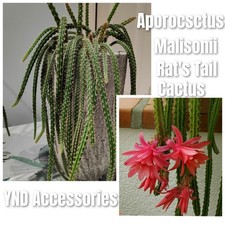 Rat Tail Cactus Aporocactus