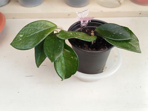 Hoya carnosa climbing - hoya,