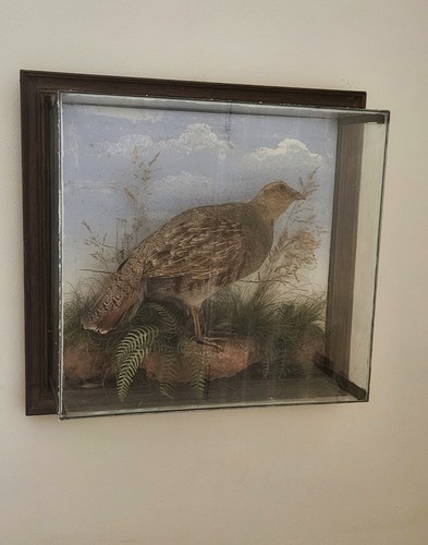 Victorian style taxidermy grey - victorian-style,