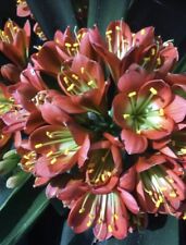 2 x Clivia miniata BRONZE