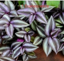 Fresh cuttings Pur Pixie,Blue