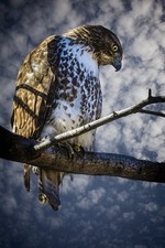 Central Park Red Tail Hawk by