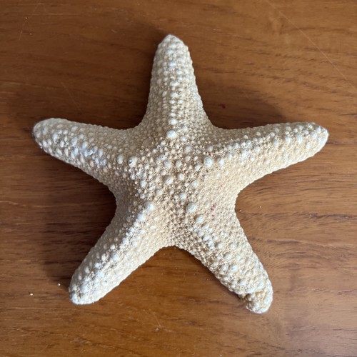 Real starfish large dried - ,