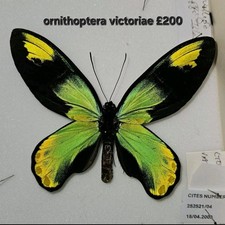 Ornithoptera victoriae