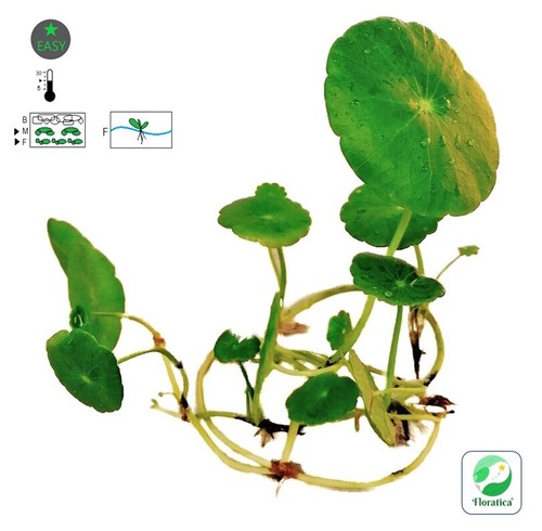 Hydrocotyle leu brazilian - hydrocotyle, -brazilian