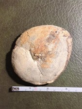 Echinoid large deep - echinoid,,