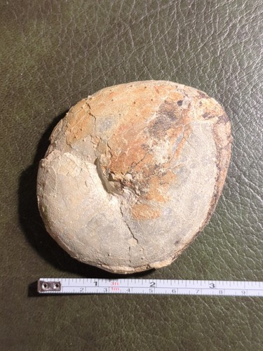 Echinoid large deep - echinoid,, water