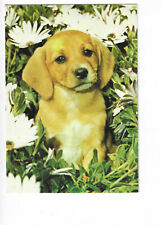 Dog Pyrenean Shepherd Dog