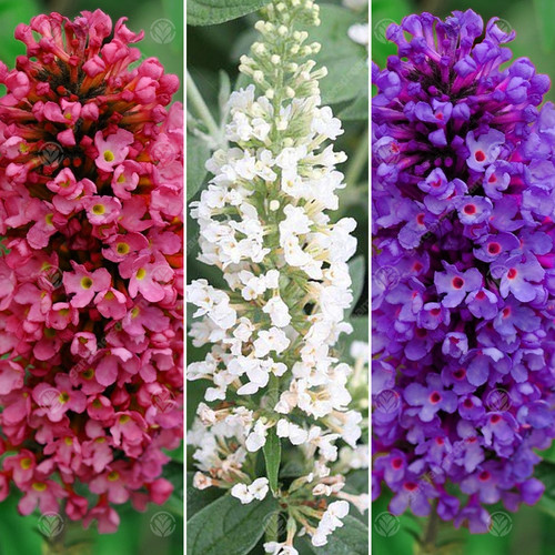 Buddleia petite collection - petite,