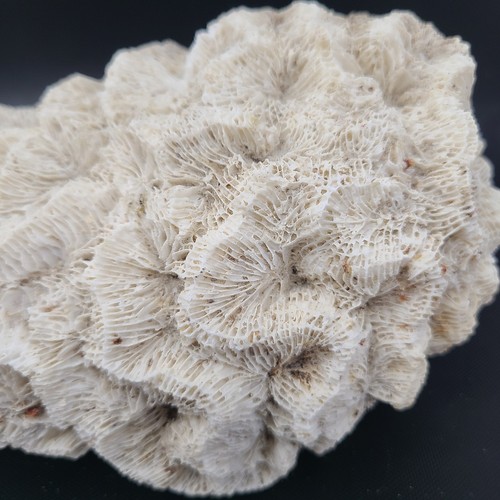 Natural white brain coral - brain, reef