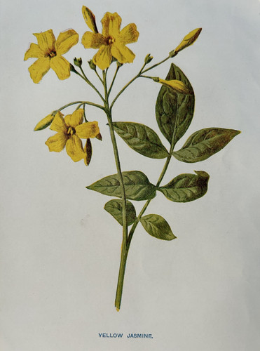Antique print yellow jasmine - antique,