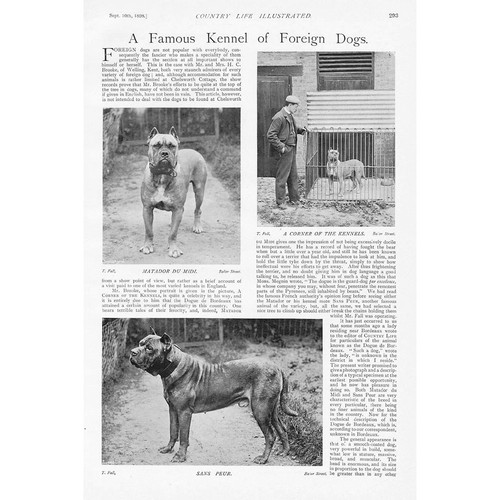 Welling kent the famous kennel - kent,