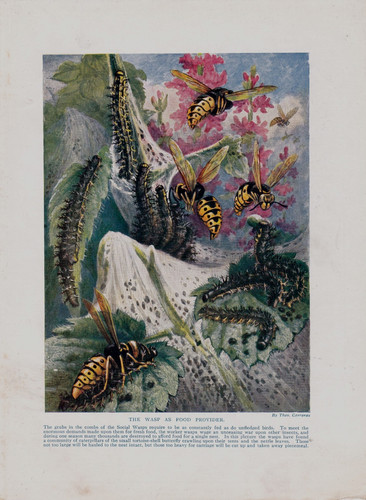 Vintage book print the wasp - vintage,