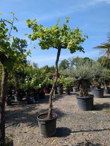 7ft white grape vine - white,