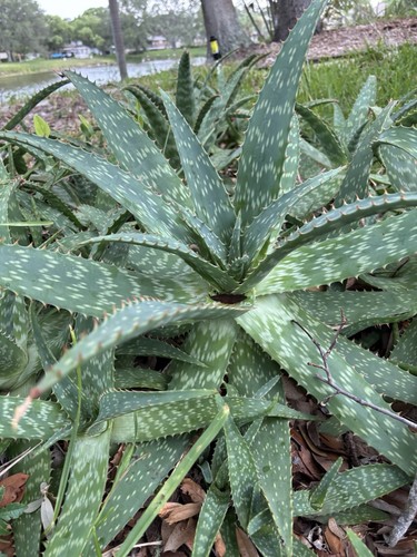 Soap aloe maculata red - maculata,