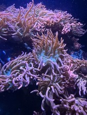 Rainbow Bubble Tip Anemone